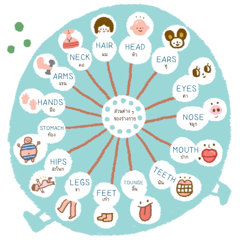 คำศัพท์ภาษาอังกฤษหมวดอวัยวะและส่วนต่าง ๆ ของร่างกาย