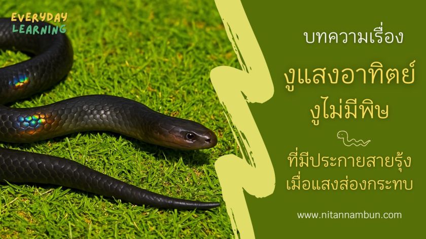 งูแสงอาทิตย์บนสนามหญ้า เกล็ดสีเข้มสะท้อนแสงแดดบางจุด พร้อมข้อความ “งูไม่มีพิษที่มีประกายสายรุ้งเมื่อแสงส่องกระทบ”